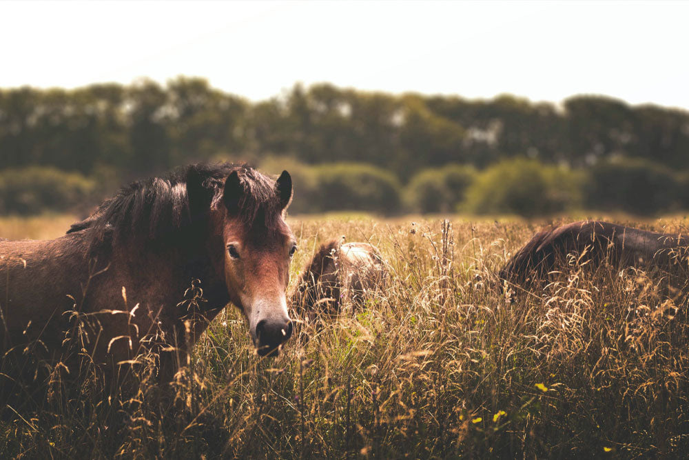 Beat the Heat 10 Tips to Keep Your Horse Cool This Summer Go Horse