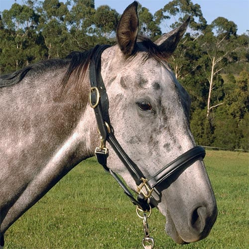 Go Horse Burland Black Leather Premium Halter