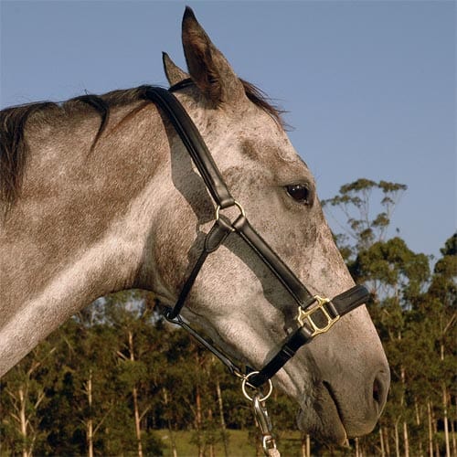Go Horse Burland Black Leather Premium Halter